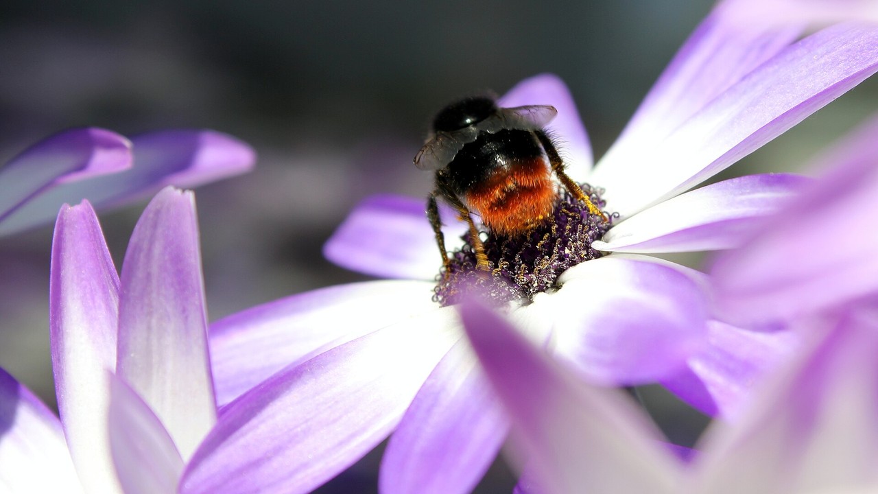 Illustrationsbild: En humla samlar pollen på en blomma.